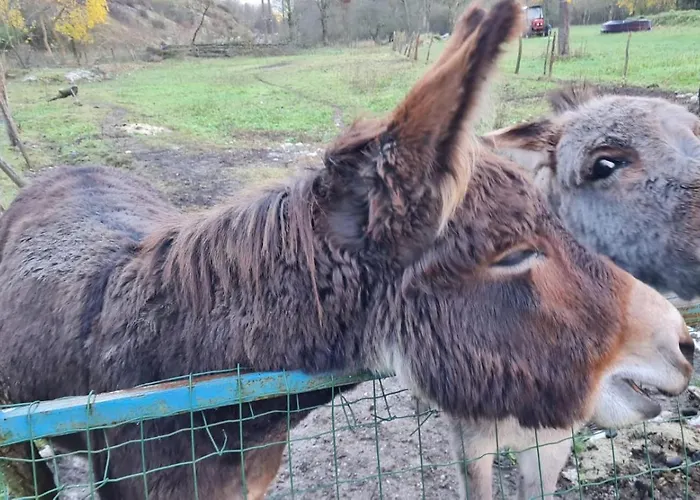 Alloggio in famiglia Stara Hisa